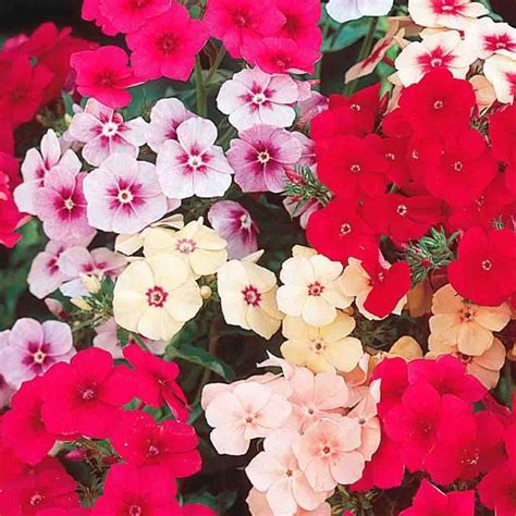 Phlox Flower Plant Seed Pack Of 20 Seeds Bonsai Plants Nursery