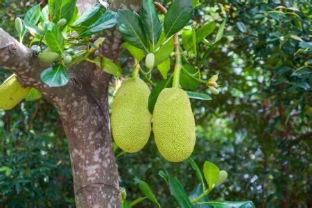 Aprenda A Fazer Coxinha De Jaca Uma Incr Vel Receita Vegana