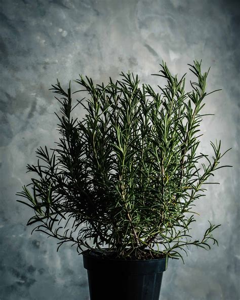 7 plants that will actually keep ants away – Artofit
