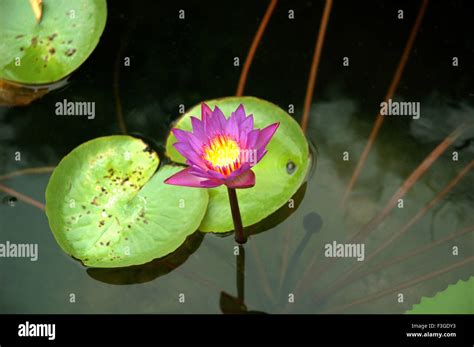 Flor Del Loto Nelumbo Nucifera Loto Indio Loto Sagrado Loto