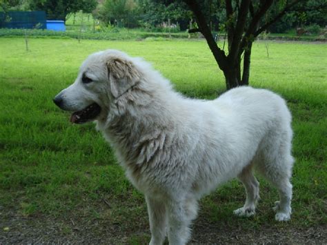 Chien Elevage De L Ange Des Vosges Du Nord Eleveur De Chiens Chien