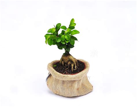 Bonsai Mini T Ng H P Nh N C Y Bonsai Mini P Nh T Oecc