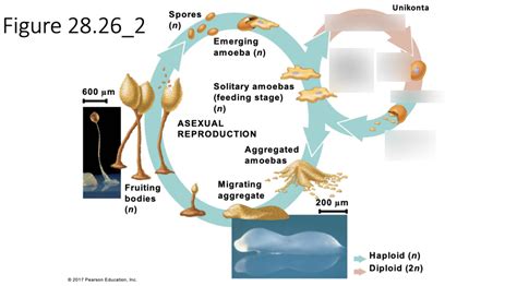 Cellular Slime Mold Sexual Life Cycle Diagram Quizlet