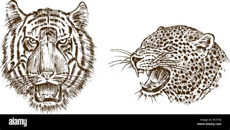 Tiger Profile Drawing