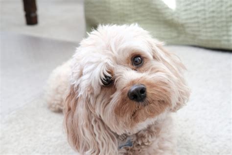 12 Best Cavapoo Breeders In The U.S. - Cute Doodles For Sale