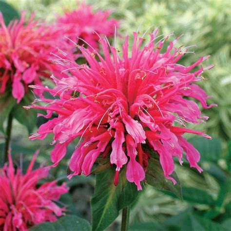 Monarda (Bee Balm) | White Flower Farm