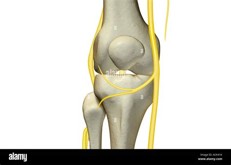 The Nerves Of The Knee Stock Photo Alamy