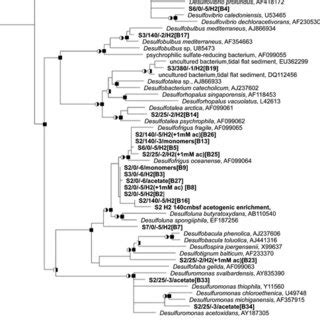 Phylogenetic tree based on 16S rRNA gene analysis showing the ...