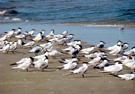 Royal Tern Ocean Treasures Memorial Library