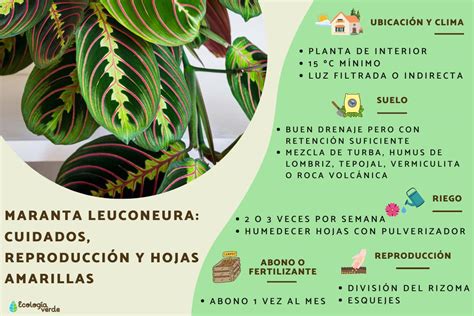 Gu A Completa Para El Cuidado De La Planta Maranta Leuconera Plantas