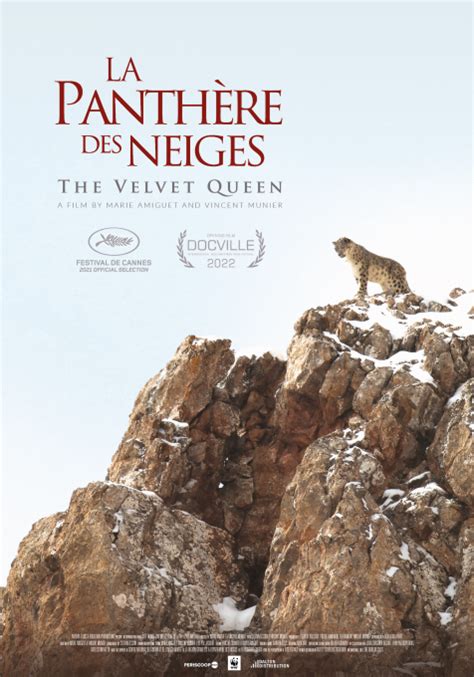 « La Panthère Des Neiges Le Film De Marie Amiguet Et Vincent Munier