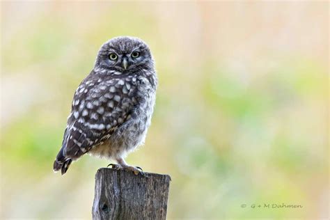 Steinkauz Naturfotografie G M Dahmen Bilder Fotos