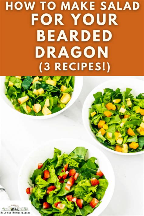 Bearded Dragon Salad Recipe Easy To Make And Nutritious