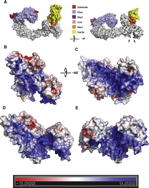 Rapid E E Assembly And Disassembly Enable Processive Ubiquitylation