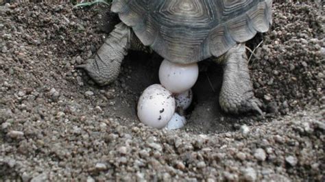 Cómo incubar huevos de tortuga y cuidarlos Animales Leales