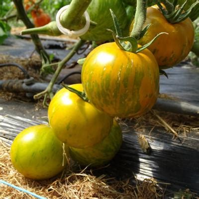 Plants Tomate Green Zebra 100 Bio Plantzone