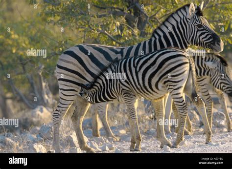 Zebra Foal Nursing Hi Res Stock Photography And Images Alamy