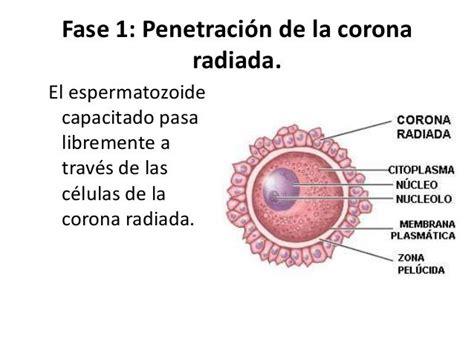 Embriologia Ucc