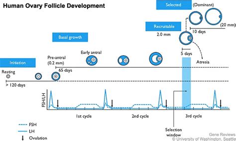 File:Human ovary follicle development.jpg - Embryology