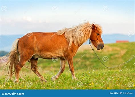 Small Pony Horse Equus Ferus Caballus Stock Image Image Of Brown