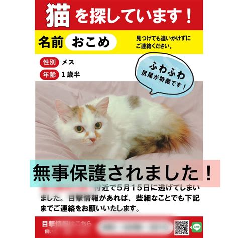 脱走、松ちゃんの保護捕獲！ ねこから目線。