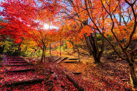 紅葉はこれからが本番！東京都内の11月から見頃を迎える紅葉スポットまとめ Retrip リトリップ