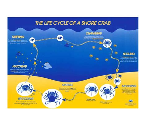 Life Cycle of a Shore Crab Teacher's Guide - Marine Metre²