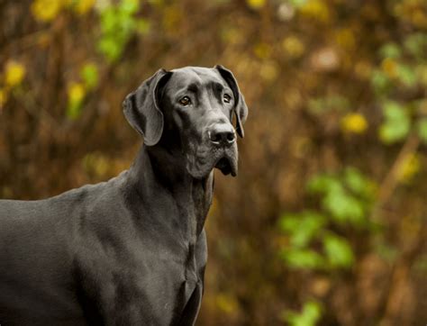 The 6 Best Doggie Doors For Great Danes Great Dane K9