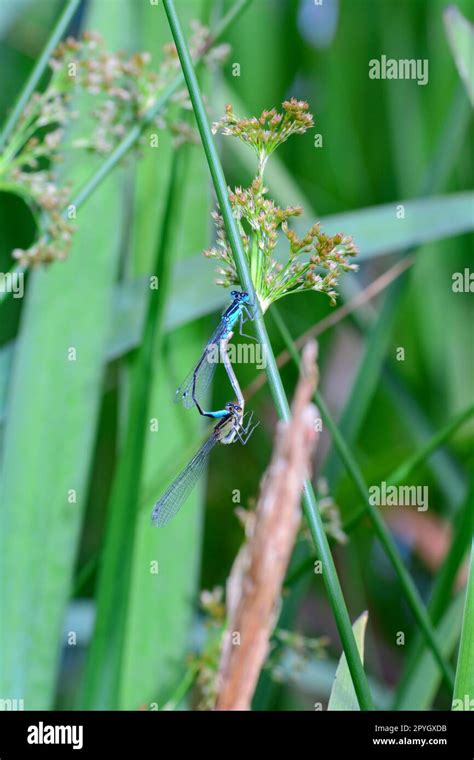 Dragonflies Dragonflies Dragonflies Dragonflies Nature Hi Res Stock