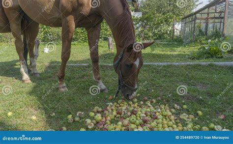 Horses Eating Apple on Pasture. Mouth of a Horse that Eats an Apple. a ...