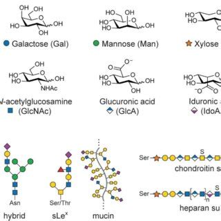 Key components of the glycocalyx. A) Prominent monosaccharide units ...