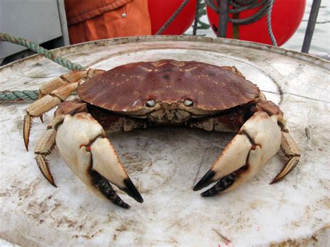 jonah crab vs rock crab 2