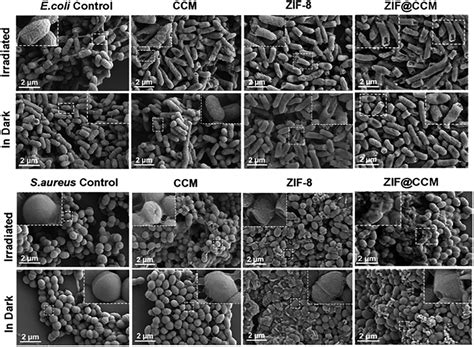 The Morphology Of E Coli And S Aureus Cells Cotreated With Zif Ccm