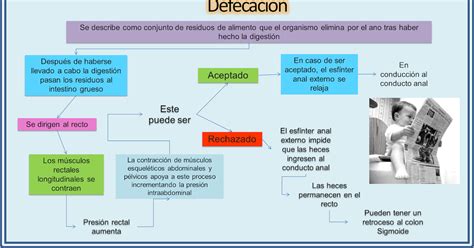 BLOG DE FISIOLOGÍA MEDICA UAS BRIANDA LÓPEZ 4 7 Defecación