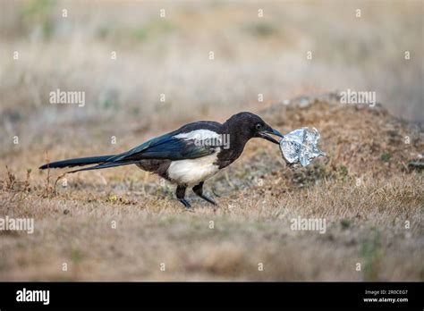 Magpie; Pica pica; Collecting Shiny Objects; UK Stock Photo - Alamy