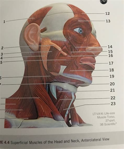 Superficial Muscles Of Head And Neck Diagram Quizlet