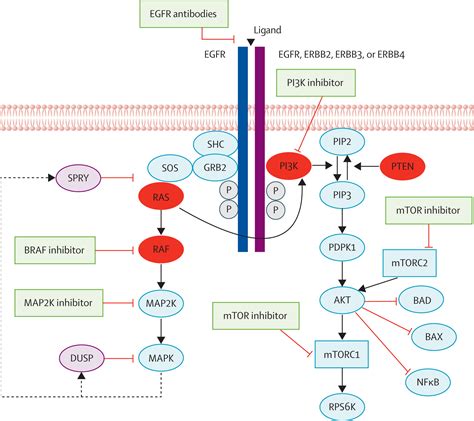 KRAS BRAF PIK3CA And PTEN Mutations Implications For Targeted