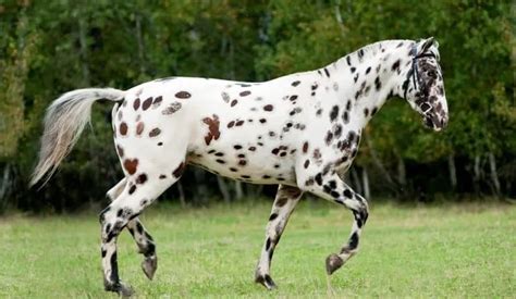 10 Spotted Horse Breeds With Pictures Horsey Hooves