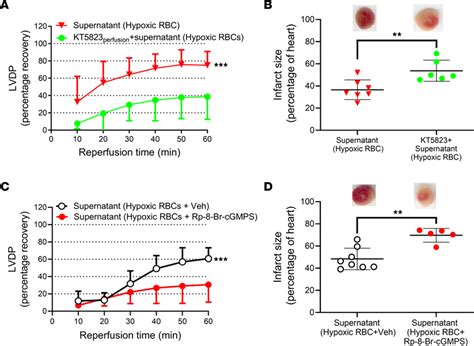 Rbcs Mediate Cardioprotection Via Activation Of Cardiac Pkg A