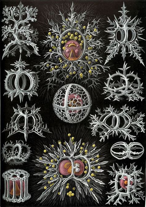 Ernst Haeckel: The Man Who Merged Science with Art