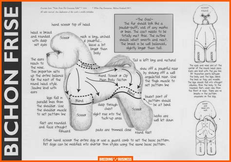 How To Breed Bichon Frises – History, Health, Litter Management & Future