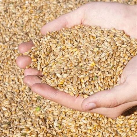 Golden 25 Kg Wheat Grain For Sale At Rs 25 Kg In Mumbai ID 2853342341373