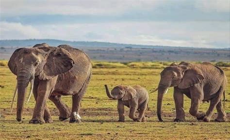 Days Masai Mara L Nakuru Amboseli Denki Travel