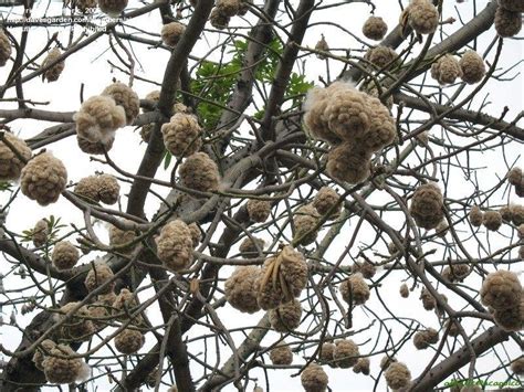 Plantfiles Pictures Bombax Species Kapok Tree Red Silk Cotton Tree