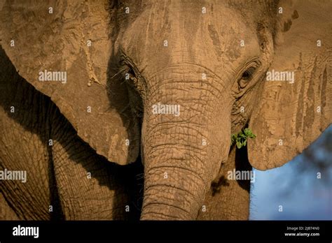 Elephant Close Up Eating Stock Photo Alamy