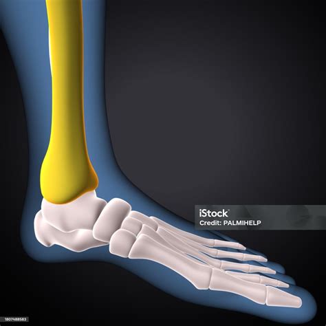 human skeleton tibia bone anatomy  illustration stock photo