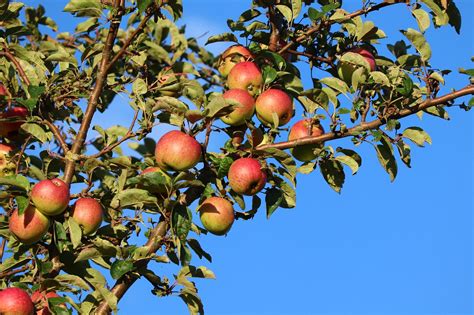 Manzanas Rbol De Manzana Fruta Foto Gratis En Pixabay Pixabay