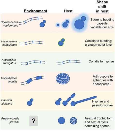 Fungal Pathogens: Shape-Shifting Invaders. - Abstract - Europe PMC