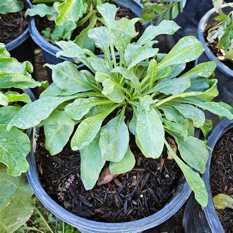 Parry S Penstemon Desert Shade Nursery