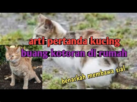 Arti Kucing Buang Kotoran Di Rumah Pertanda Apa YouTube